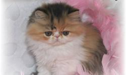 NEW SALE PRICE!!
Registered Persian/Exotic Kitten available.  Now 15 wks old and READY TO GO!!  She has been vet checked and vaccinated twice.  Only one beautiful long hair Calico female left from a litter of six. 
Sire is a registered Exotic Shorthair