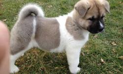 We have available four Akita puppies (two male and two female) to approved homes.  Our puppies come with a three year written health guarantee for genetic defects, are microchipped, vaccinated and current on dewormings including heartworm prevention.  All