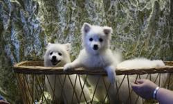 Adorable UKC reg. American Eskimo pups for sale.  Two females and one male left in this litter.  Have had 2nd shots, dewormed x2, micro-chipped, PRA Clear.  Born Sept. 23, 2011 so they are ready for their new families.  Also have a beautiful CKC/UKC reg.