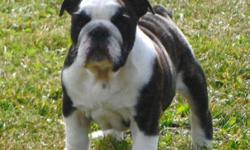 Registered British/English Bulldog pups.
 and
One Registered English Bulldogge puppy.
*******
   TO NON-BREEDING FOREVER PET HOMES ONLY. 
Comes with puppy packs and support literature.
All pups leave with Vet health certificate
and first set of booster