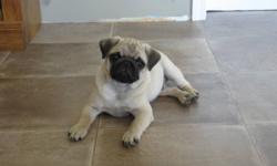 Registered CKC Male Pug for sale.  He is 7 months old, fawn / apricot color.  He has beatiful markings, and has not been neutered for being a potential stud.  He is a big boy, and loves to play with anyone.  He would be a wonderful Christmas surprise for