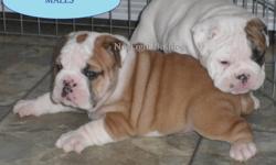 Reg. English Bulldog Pups                      AND ALSO
      English/British Style Bulldogge pups       TO NON-BREEDING FOREVER PET HOMES ONLY.
      Come with puppy packs and support literature.
           All pups leave with Vet health certificate,