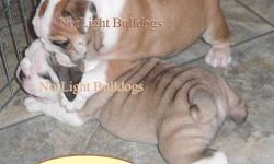 Reg. English Bulldog Pups               AND ALSO
 English/British Style Bulldogge pups  TO NON-BREEDING FOREVER PET HOMES ONLY.
    Come with puppy packs and support literature.
        All pups leave with Vet health certificate,
       First set of