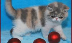 REGISTERED BLUE PATCHED TABBY & WHITE - EXOTIC SH (SHORT HAIRED PERSIAN) - FEMALE - KITTEN AVAILABLE.  
 
EXOTICS HAVE THE SAME SWEET TEMPERAMENT AS THEIR PERSIAN COUSIN.  THESE FUN LOVING CATS MAKE A GREAT FAMILY ADDITION. 
 
THIS GIRL HAS A WONDERFUL