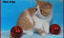 REGISTERED RED SPOTTED TABBY & WHITE - EXOTIC SH (SHORT HAIRED PERSIAN) - FEMALE - KITTEN AVAILABLE. 
EXOTICS HAVE THE SAME SWEET TEMPERAMENT AS THEIR PERSIAN COUSIN. THESE FUN LOVING CATS MAKE A GREAT FAMILY ADDITION.
 
THIS GIRL HAS A SWEET EXPRESSION