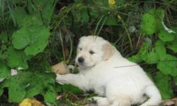 Golden Retriever puppies raised in a loving home environment. CKC registered, First set of vaccinations, De-wormed, Tattooed or Micro-chipped, vet checked and fully weaned. Males and females available. please contact Michelle
Please note>>>>older puppies
