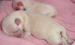 Beautiful Tiny Registered Purebred Apple Head Male Chihuahua Puppies for adoption.
Pic 1 -- both puppies at birth.
Puppy #1-- Pics 2, 3, 4 --Tiny white male weighed 2.5 ounces at birth, approximate adult weight will be 2.5 to 3.0 pounds.
Puppy #2-- Pics