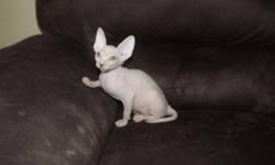 Three white male Sphynx kittens available, one has yellow eyes, one has blue eyes and one is an odd eyed.
Will be ready to go middle of January. All kittens are neutered, vet checked with a health certificate, 2 sets of vaccines and dewormed before they