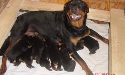 Purebred quality Rottweiler puppies, make great family pets, good with children. These puppies will be well socialized, raised in our living room. Come with docked tails, dew claws removed. first shots, & Vet health check. Put your deposit down now. Born