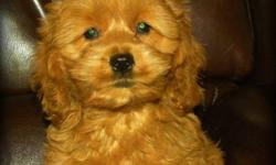 Sadie is our last of litter Beautiful Dark Apricot, First Generation Cockapoo Puppy available.
Maturing weight between 20 ? 25 lbs full grown, she will have a nice wavy, non shedding, allergy friendly coat.
She is Vet Checked, Vaccinated and Dewormed and