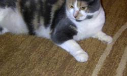 Sadie is a 2 year old Calico who is spayed and up to date with all her shots. She has been microchipped as well. Sadie loves to follow you around and she is very friendly and affectionate.  She MUST have a home where she is the ONLY PET.
We got her from