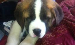 Four beautiful saint bernard puppies for sale. They are all males and we have two short hair and two long hair.The puppies are pure bred but will not come with any papers however both parents are ckc registered and are on site. All puppies will be vet