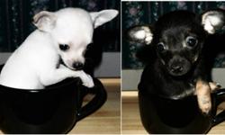 Short Hair Females The (teacup) white/cream pup should be 2-2.5 pounds full grown.  The black/brown pup should be 4 pounds full grown.  These pups come Vet checked, dewormed, with their 1st shots, a small bag of puppy food & a dog blanket.  They have been