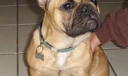 Beautiful Red Fawn,  Frenchie!
She is 6mos old and our pick of the litter! She comes from a healthy pedigree! Her Mom , who we own,is a full cream and comes from Shark bloodlines and her Daddy is a well known famous Stud in Vancouver with Eiffel