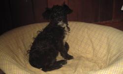 Beautiful, family raised, first generation cross, non-shedding and hypoallergenic female Schnoodle puppy available for immediate adoption. . Mom is Purebred Min. Schnauzer, and the Dad is the purebred mini poodle. 
Vet checked, ALL vaccinations and RABIES