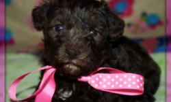 CHRISTIANDOODLES.COM
CHOCOLATE  TOY schnoodles expected this October!!maturing to about 5- 7 lb some smaller some a little larger
 
 
  Quality puppies ..Home raised.
Vaccinated
 
Excellent reputation!!!
  Sires are health tested.
Well socialized with