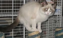 Meet Jack. He is 4 months old and is the last of 6 kittens to find his forever home. He is the softest kitten and purrs and purrs and purrs.
 
Jack was born Sept 23, 2011. He has had his first two sets of vaccinations, been dewormed, neutered and micro