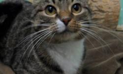 Breed: Tabby
 
Age: Senior
 
Sex: F
 
Size: M
Mama is a quiet, clean cat who is looking for the purrfect home to live out the rest of her life. She may be seven, but that doesn't mean she's some old lady! Mama is extremely affectionate and when enticed,