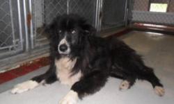 Breed: Border Collie
 
Age: Senior
 
Sex: F
 
Size: M
Hi my name is NaNa, I am a P.B. Border Collie, female and I am a Senior. I came to the Humane Society in very rough shape. I had everything wrong with me my ears eyes and a very severe case of yeast