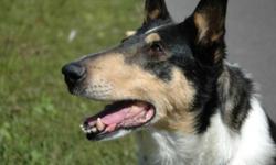 Breed: Collie
 
Age: Senior
 
Sex: F
 
Size: L
Princess is a beautiful Tri-Coloured Smooth Collie of about 10 years old. Everyone who meets this lovely lady falls in love with her quiet, calm personality. She is so well-behaved and sweet and would love to