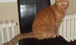 Breed: Domestic Short Hair-orange
 
Age: Senior
 
Sex: M
 
Size: L
THIS PET IS POSTED FOR A PRIVATE OWNER! Please contact Alayne directly at 875-2189, 488-2189, or akapl3@hotmail.com. LOCATED IN THE TOWN OF SHELBURNE.
Rusty is an affectionate, indoor