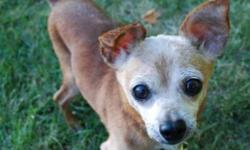 Breed: Chihuahua
 
Age: Senior
 
Sex: M
 
Size: S
ADOPTION FEE APPLIES
Age: 14 years
Sex: male
Weight: 8 lbs
Breed: Chihuahua
Foster Home Location: Ottawa
Adoption Fee: $300.00
Temperament: Super sweet & friendly
Good with Dogs: yes
Good with Cats : may