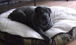 Vancouver Shar pei Rescue has a wonderful 4 year old female Shar pei named "Sadie" needing a foster or adoptive home. She was rescued from a local shelter where she was going to be euthanized because she had a badly injured front leg. She was hit by a car