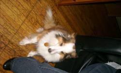 i am a selling a Sheltie she is very small and she getting older and needs alot of attention unfornly i am working to much to give her the attention that she needs
dosn't get along well with other dogs or small children,
she is a 11 years old and looking