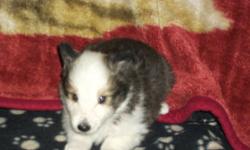 We have for sale 6 adorable sheltie puppies.  There are 2 males and 4 females.  All 4 females are sable.  One sable male and 1 tri color male.  Born Sept.4 will be ready to go by Oct.30.  First shots and vet check will be done at 6 weeks.  First 2