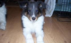 10 week old tri male Sheltie puppy. He has had his first shots, tatooed, dewormed, and CKC registered. He is happy healthy, and smart. He is well socialized raised with cats, dogs, and grandkids. Please call to come and view. We are located in Ladner.
