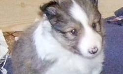 3 male shelties left they are ready to go $400.00 each firm. 1 sable and 2 tri-colour very cute and very playfull the sable one is and older pic when he was about 4 weeks old i have got a chance to take another picture of him.