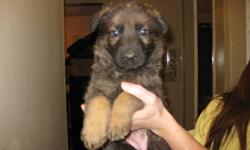 have  4 females  german sheppard  pups for sale the will be ready for new homes in a week or so call andy or vicky  at 250 564 6950 or leave message    (will be ready to go on or after the 20th of this month)