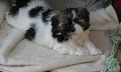 four lovely male shi-tzu puppys vet cheched and first needles and dewormed