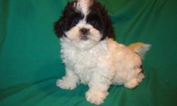 Happy New Year!
 
Shichon Puppies
House trained!!!! also first and second shots done
Shichon puppies adorable and ready to go now. These pups will be about 10-15 lbs full grown. They are started on their house training and doing great also they come with