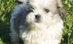 Males  and Females Available 9 weeks of Age
 Ready for their new homes today, these little Bichon X Shih-Tzu's are waiting for their perfect families. The Shichon is a 50/50 hybrid of the Shih-Tzu X Bichon Frise. The regal nature of the Shih-Tzu mixed