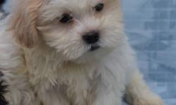 Available Dec 17, 2011
Reserve Now
Shichon Males and Females
Now 9 weeks of Age
First Shots and De-wormed
Vet Health Certified
Written Health Guarantee
Micro chipped
Ready for their new homes, our little Shichons will be a wonderful family friendly, non