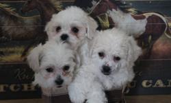 Price reduced to half!!!! leaving and must get these little sweeties homes!!!! I have 3 beautiful shih tzu poodle pups! 2 males 1 female. All 3 are cream and white in color and have amazing personalities. They love kids and are pee pad or papered trained.