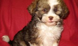 If you are looking for the perfect family dog, look no further. This is the one you are looking for:
The Shih Poo. Beautiful chocolate colouring!!!
Awesome personalities.
Happy and playful, intelligent and cuddly.
 
Puppies are born Dec 4.
Only males