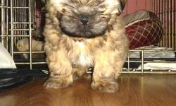 10 week old Shih Tzu male, fawn black mask, de-wormed, ready to go to a good home.
Very cuddly and playful.
(not registered)