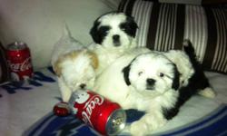 2 BOYS AND 2 GIRLS VERY PLAYFUL, PEEPAD TRAINED SHOTS TO DATE PLEASE CALL 604.338.5896