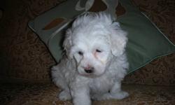 SCHICON PUPPIES CUDDLY, LOVING, ADORABLE, GREAT COMPANIONS
 HYPO ALLERGENIC, NON SHEDDING, VET CHECKED, 1st SHOTS DE-WORMED
