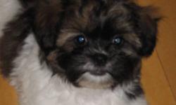 2 male Shih Tzu/Bichon puppies for sale. Came from a litter of 4 but the girls are already gone.The mom is Bichon/Shih Tzu the dad is pure bred Shih Tzu. Both parents have good temperment. Vet checked, shots and deworming up to date. Ready to go.