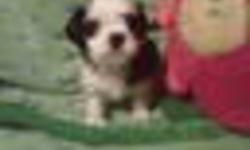 Shih Tzu/Maltese pups for sale by Elizabeth Munroe,
ONLY TWO LEFT!!
First needles, dewormed and flea treated, great family pet,
Mother weighs in about 10-12 pounds, Father about 8 pounds,
Puppies were born November 25th,2011,
Will be ready for there new