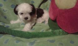 Shih Tzu/Maltese pups for sale by Elizabeth Munroe,
 
First needles, dewormed and flea treated, great family pet,
Mother weighs in about 10-12 pounds, Father about 8 pounds,
Puppies were born November 25th,2011,
Will be ready for there new home January