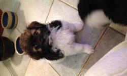 1 GIRLS LEFT>
VERY NICE MIX DOGS WILL NOT SHED
HAVE HAD FIRST SHOT
MOTHER 10 LBS SHIH TZU FATHER 15LBS POODLE
READY TO GO TO THIER NEW HOME
SHOWING IN THE EVENINGS AFTER 6:00 PM
CALL 778-240-9301
>