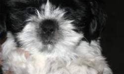 Beautiful Shih Tzu Puppy!
 
We have 1 Beautiful Shih Tzu puppy that was born on November 25, 2011.
  She is black and white. She is home raised, vet checked, first shots, and de-wormed.
  She is very affectionate and playful. She will provide you with