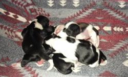 i have a litter of 4 shih tzu puppys for sale all males born on dec 2nd.all males black and white one has some dark brown on him all are doing great.this is our second litter.the puppys will be ready to home on jan 6th if doing good and eating on their