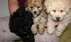 Beautiful Shipoo puppies!
Non-shedding, approx. 8-10lbs
when fully grown.  They are
vet checked, have their 1st needles,
and come with a 1year written
health guarantee.
Please call 905-945-8975
Sorry no e-mail