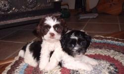 Going to Winnipeg on wednesday the 12th and bringing the pups along. If your intrested you can have a look at them. Cell 204 523 6476. ShihTzu/ Bichon cross puppies born Aug 22,2011 so are now 7 wks old. They have been Vet Checked , 1st Shots, Dewormed
