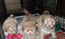 we are asking 550obo each we have two males and one female Shihtzu/bichon puppies soft and cuddly friendly dogs.  parents are our pets they are nonshedding hypoallergenic and make great pets. firstshots and deworming done  paper trained  and ready for new